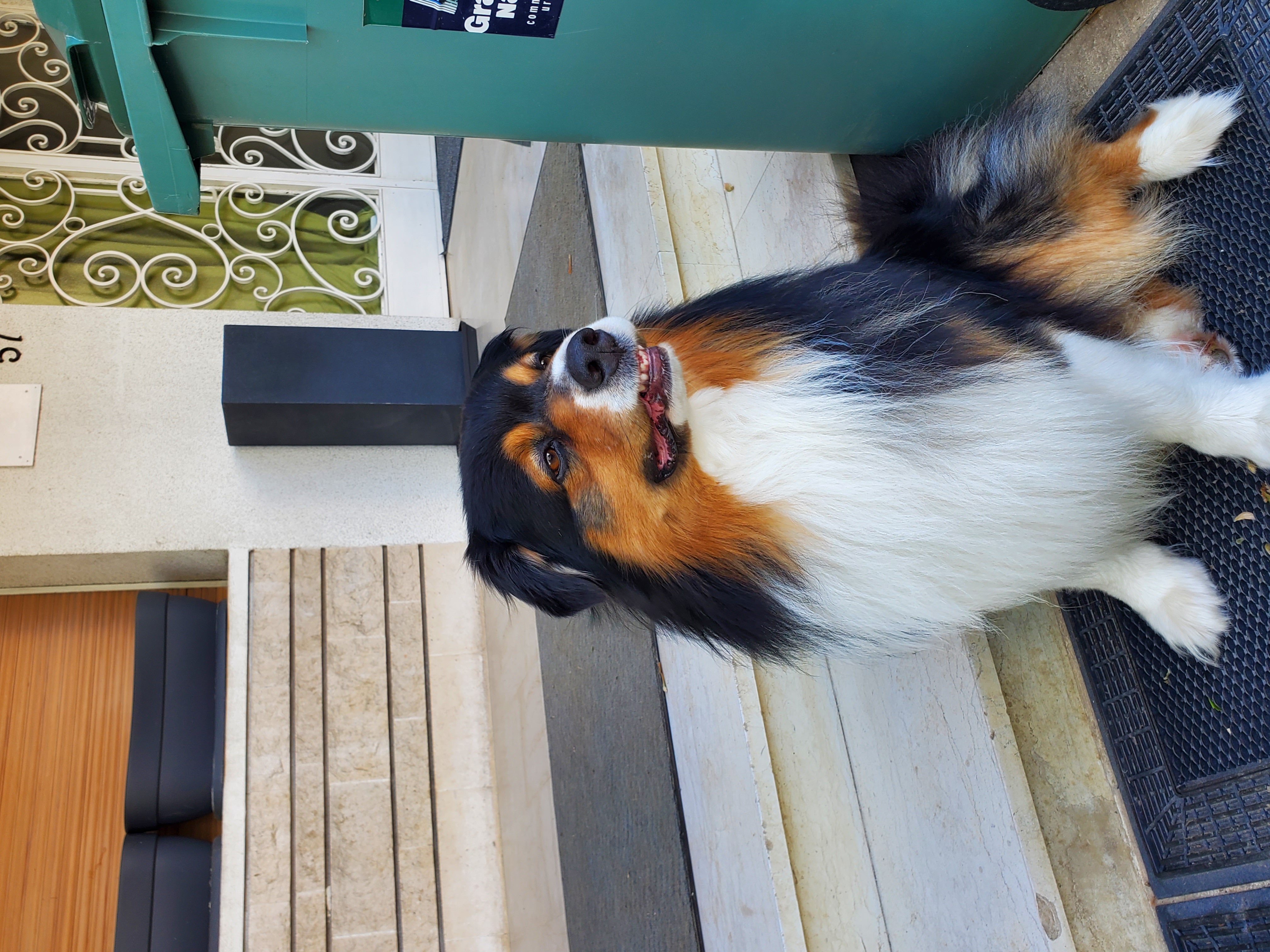 Nino, berger australien tricolore